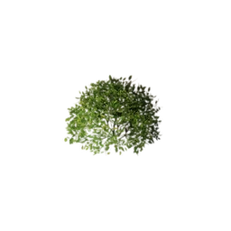 Shrub (Clustered)