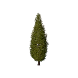 Garden Sapling