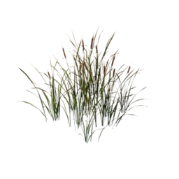 Common Reed