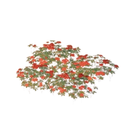 Blazing Bloom
