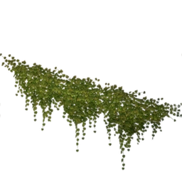 Spreading Green Vine