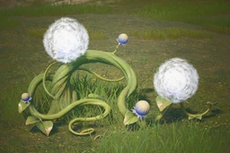 Pom-Pom Grass