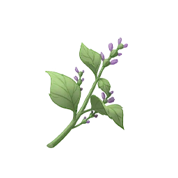Herbal Scent