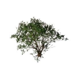 Shrub (Tall)