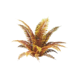 Tall Fern Bush