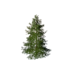 Needleleaf Shrub