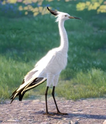 Fan Egret