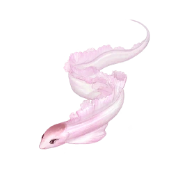 Pink Ribbon Eel