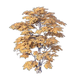 Dense-Crown Tree