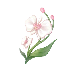 Sunny Orchid