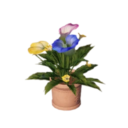Bom-Bom Potted Plant