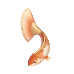 Cloudtail Koi