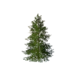 Pine Tree