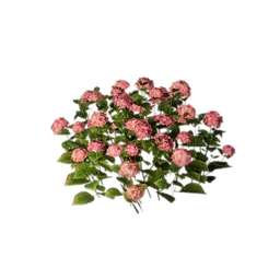 Red Flowerbed