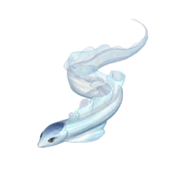 Ribbon Eel