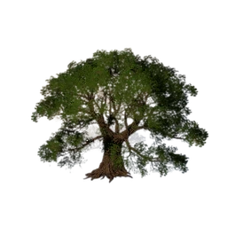 Broadleaf Tall Tree