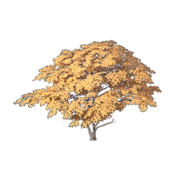 Broad-Crown Tree