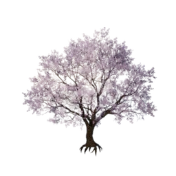 Blossom Tree