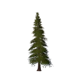 Garden Pine Tree