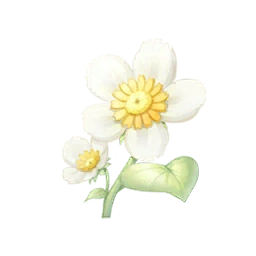Daisy
