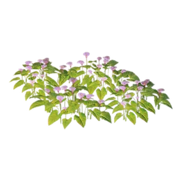 Callabloom