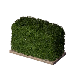 Rectangular Shrub
