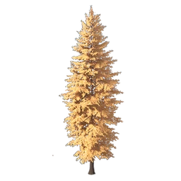 Scale-Leaf Fir