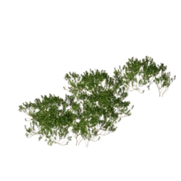 Shrub (Dense)
