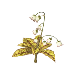 Lanterngrass