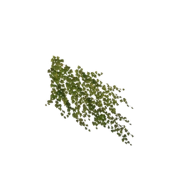 Green Vine