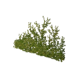 Creeping Green Vine