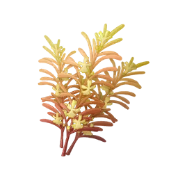 Turmeric Aromasprig