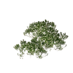 Shrub (Floral)